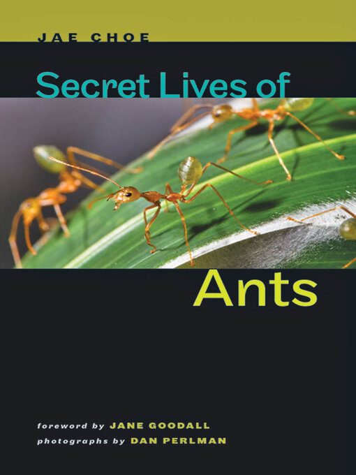 Title details for Secret Lives of Ants by Jae Choe - Available